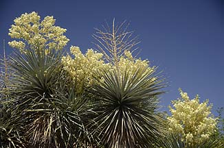 Blue Yucca, Boyce Thompson Arboretum, April 23, 2012